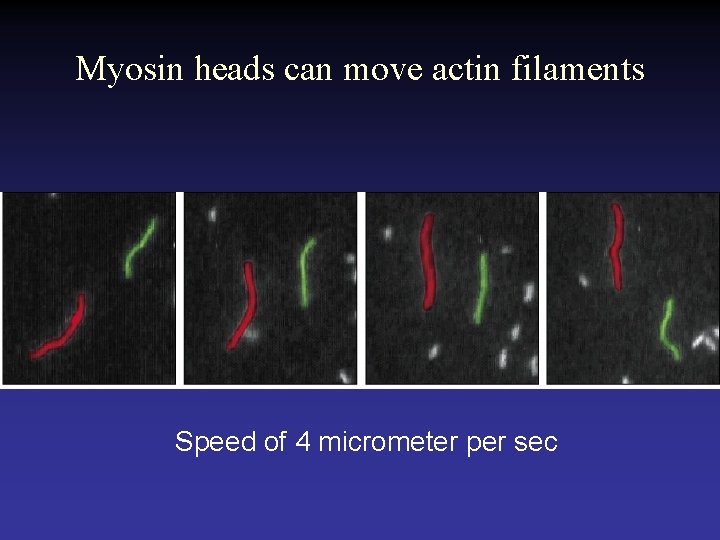 Myosin heads can move actin filaments Speed of 4 micrometer per sec 