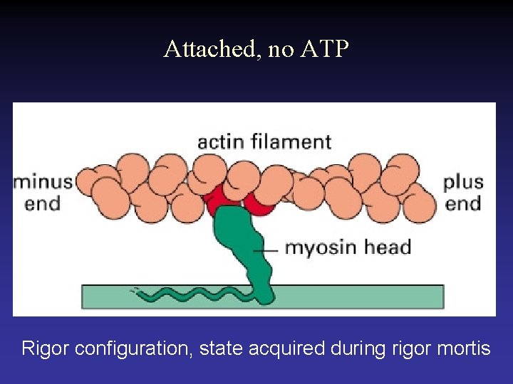 Attached, no ATP Rigor configuration, state acquired during rigor mortis 