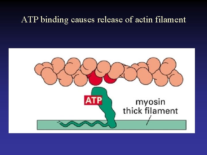 ATP binding causes release of actin filament 