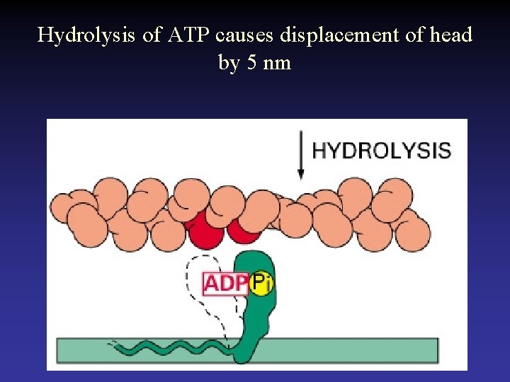 Hydrolysis of ATP causes displacement of head by 5 nm 