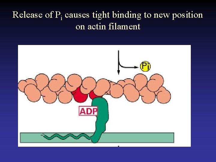 Release of Pi causes tight binding to new position on actin filament 