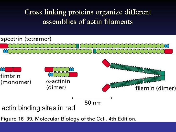 Cross linking proteins organize different assemblies of actin filaments actin binding sites in red