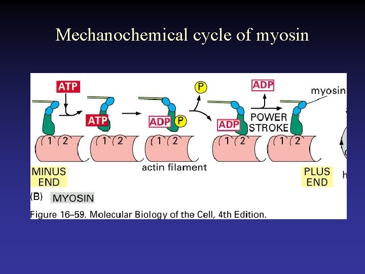 Mechanochemical cycle of myosin 