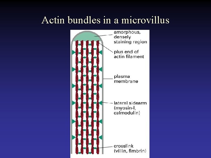 Actin bundles in a microvillus 