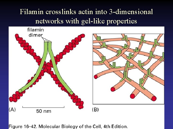 Filamin crosslinks actin into 3 -dimensional networks with gel-like properties 