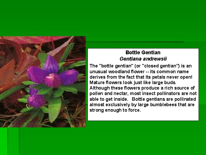 Bottle Gentiana andrewsii The "bottle gentian" (or "closed gentian") is an unusual woodland flower