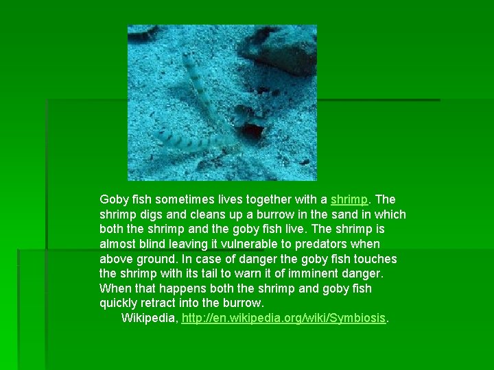 Goby fish sometimes lives together with a shrimp. The shrimp digs and cleans up
