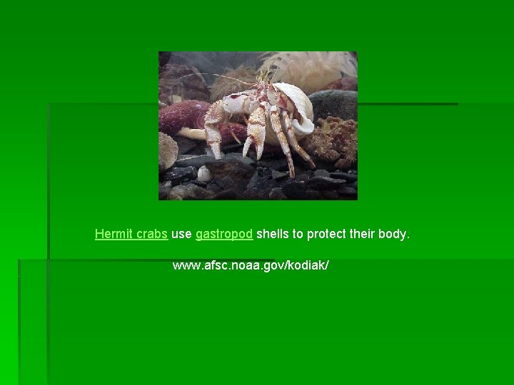 Hermit crabs use gastropod shells to protect their body. www. afsc. noaa. gov/kodiak/ 