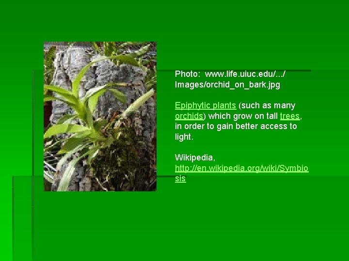 Photo: www. life. uiuc. edu/. . . / Images/orchid_on_bark. jpg Epiphytic plants (such as