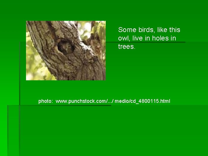 Some birds, like this owl, live in holes in trees. photo: www. punchstock. com/.
