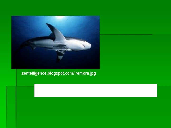 zentelligence. blogspot. com/ remora. jpg Remoras travel attached to a shark and share scraps