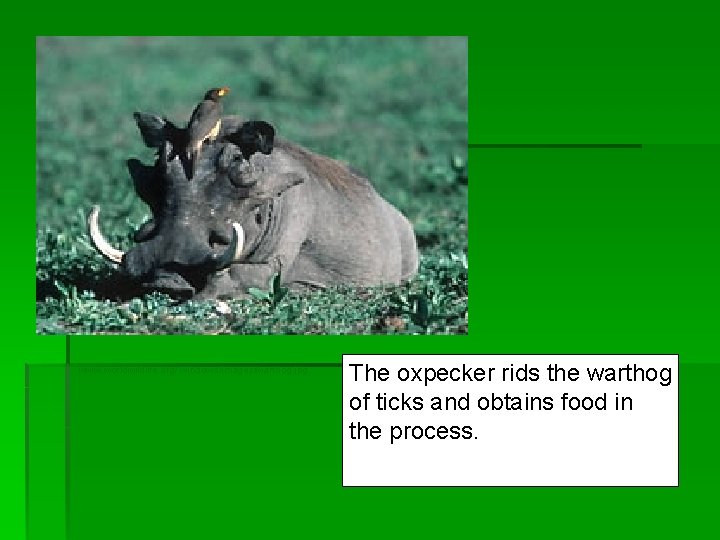 www. worldwildlife. org/ windows/images/warthog. jpg The oxpecker rids the warthog of ticks and obtains