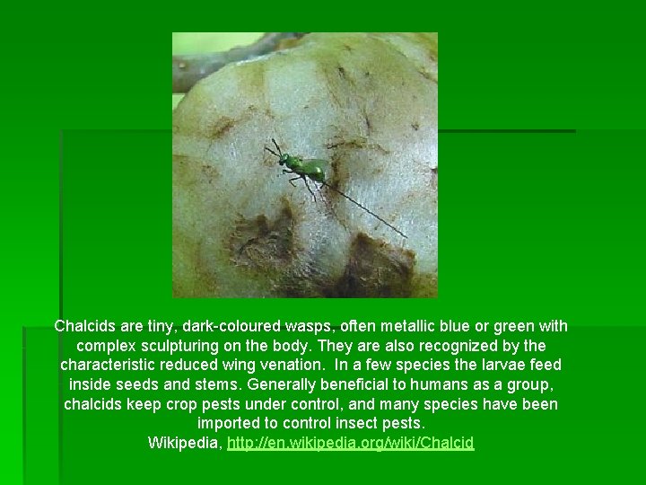 Chalcids are tiny, dark-coloured wasps, often metallic blue or green with complex sculpturing on