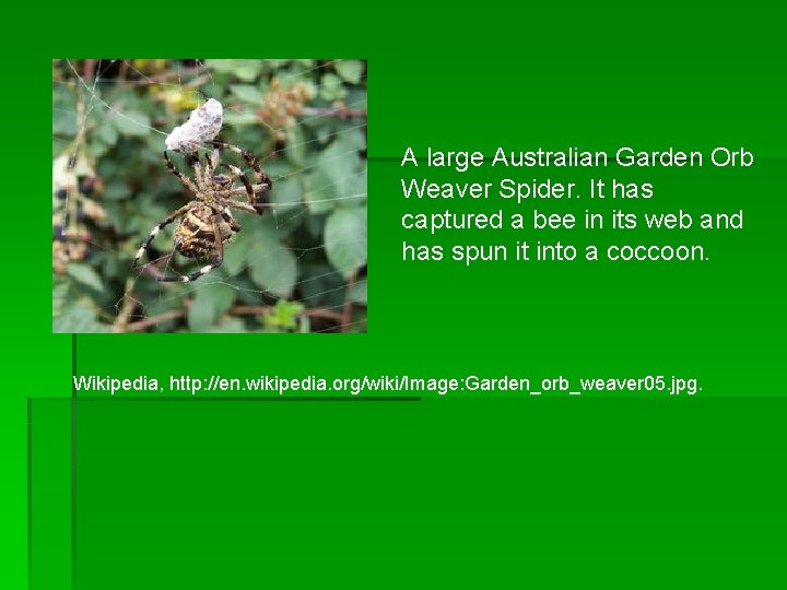 A large Australian Garden Orb Weaver Spider. It has captured a bee in its