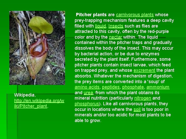 Wikipedia, http: //en. wikipedia. org/w iki/Pitcher_plant. Pitcher plants are carnivorous plants whose prey-trapping mechanism