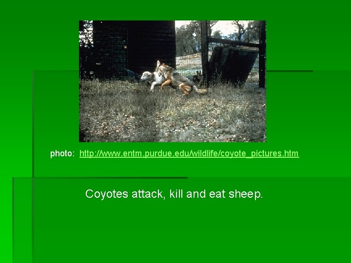 photo: http: //www. entm. purdue. edu/wildlife/coyote_pictures. htm Coyotes attack, kill and eat sheep. 