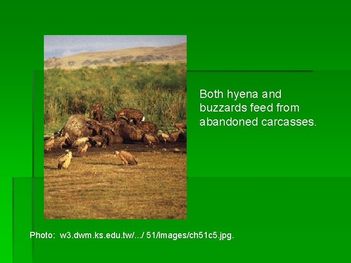 Both hyena and buzzards feed from abandoned carcasses. Photo: w 3. dwm. ks. edu.