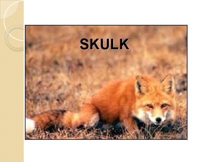 SKULK 