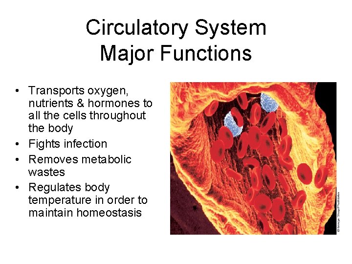 Circulatory System Major Functions • Transports oxygen, nutrients & hormones to all the cells