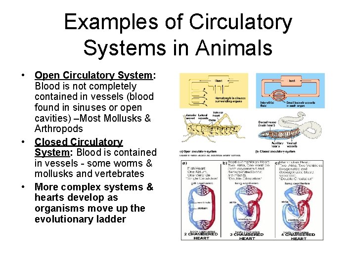 Examples of Circulatory Systems in Animals • Open Circulatory System: Blood is not completely