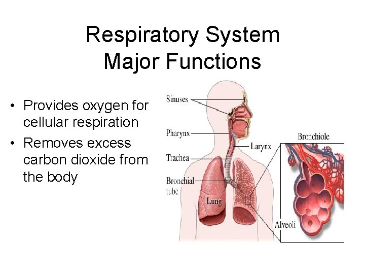 Respiratory System Major Functions • Provides oxygen for cellular respiration • Removes excess carbon