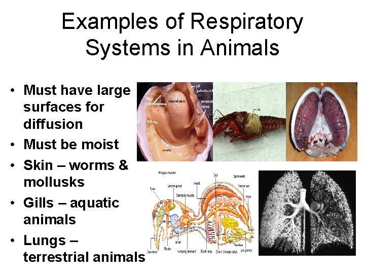 Examples of Respiratory Systems in Animals • Must have large surfaces for diffusion •