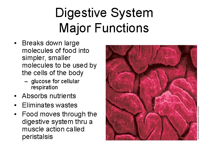 Digestive System Major Functions • Breaks down large molecules of food into simpler, smaller