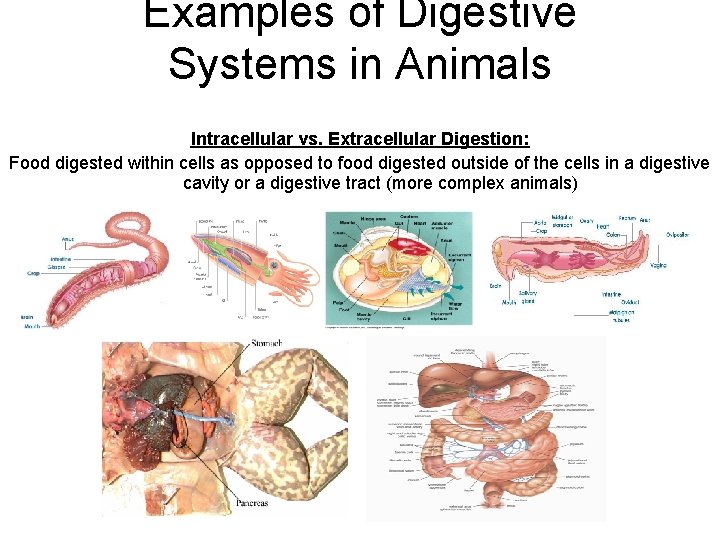 Examples of Digestive Systems in Animals Intracellular vs. Extracellular Digestion: Food digested within cells