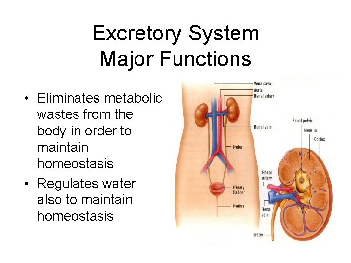 Excretory System Major Functions • Eliminates metabolic wastes from the body in order to