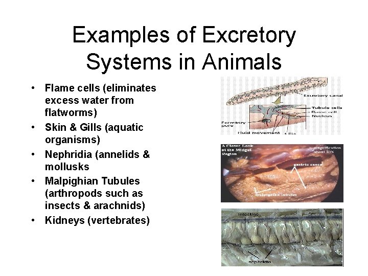 Examples of Excretory Systems in Animals • Flame cells (eliminates excess water from flatworms)