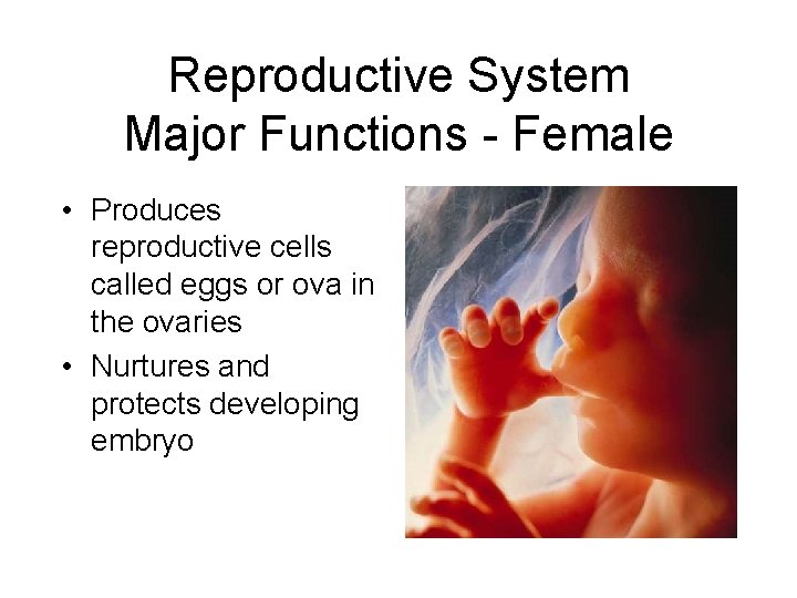 Reproductive System Major Functions - Female • Produces reproductive cells called eggs or ova