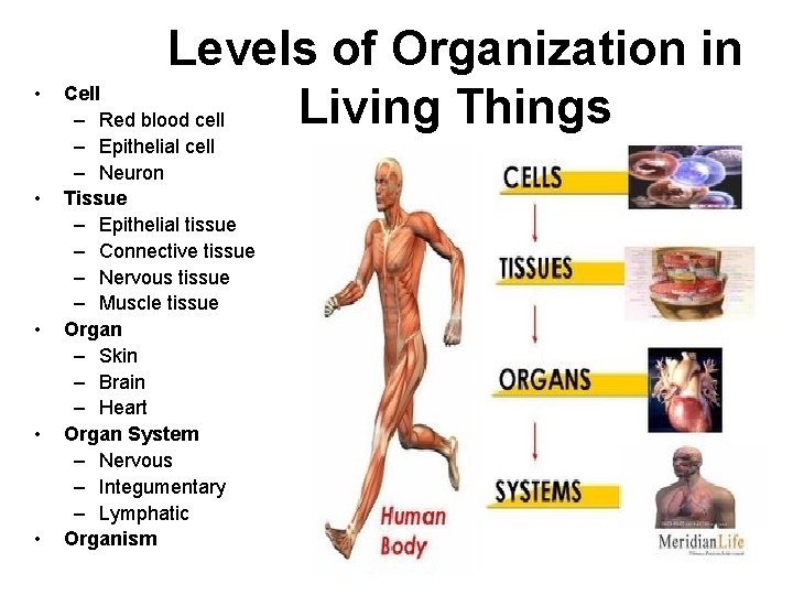  • • • Levels of Organization in Cell Living Things – Red blood