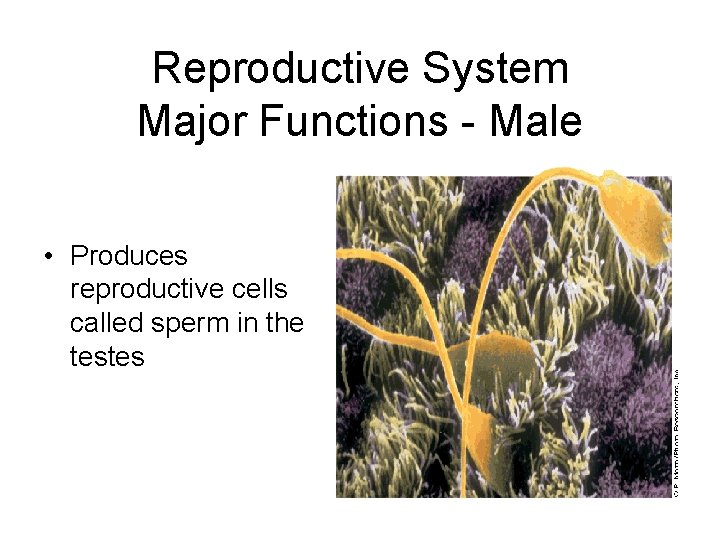 Reproductive System Major Functions - Male • Produces reproductive cells called sperm in the