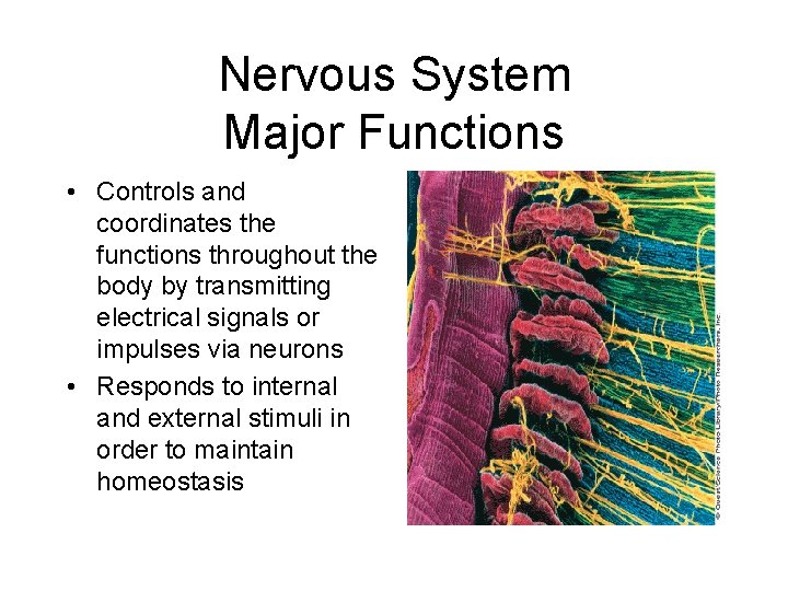 Nervous System Major Functions • Controls and coordinates the functions throughout the body by