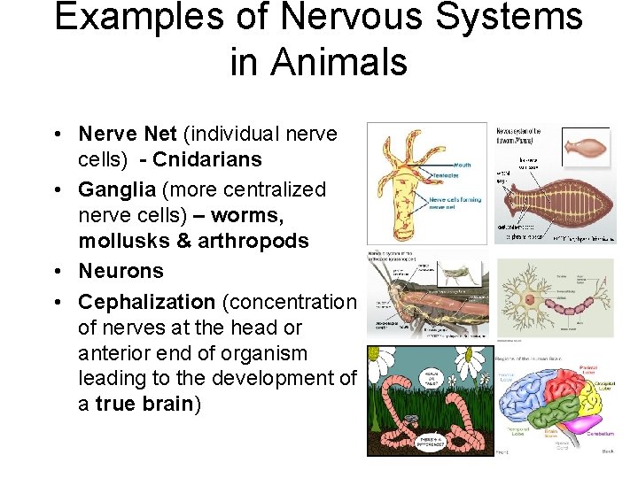 Examples of Nervous Systems in Animals • Nerve Net (individual nerve cells) - Cnidarians