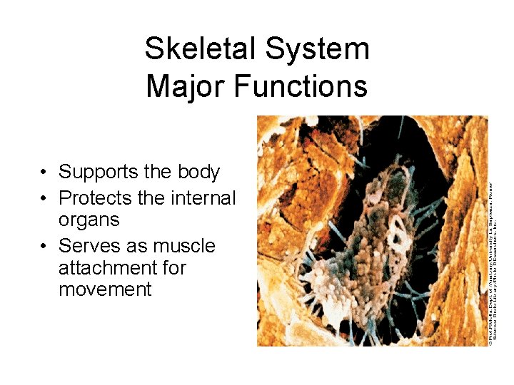 Skeletal System Major Functions • Supports the body • Protects the internal organs •