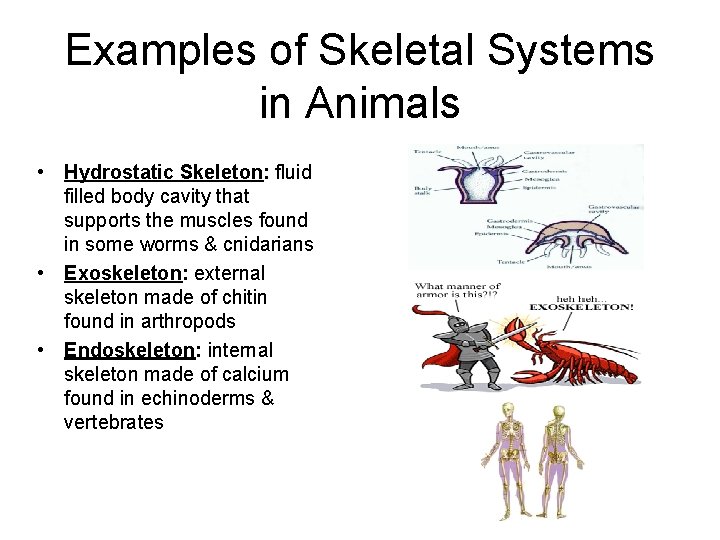 Examples of Skeletal Systems in Animals • Hydrostatic Skeleton: fluid filled body cavity that