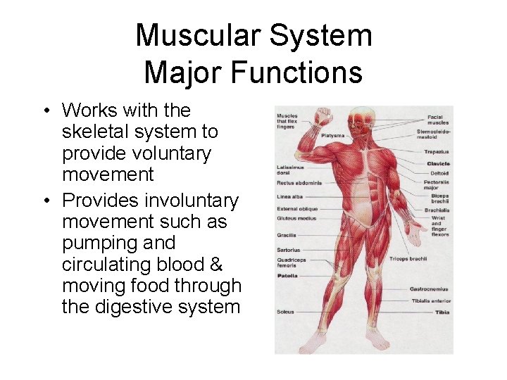 Muscular System Major Functions • Works with the skeletal system to provide voluntary movement