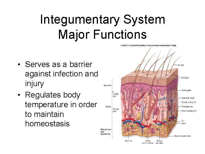 Integumentary System Major Functions • Serves as a barrier against infection and injury •