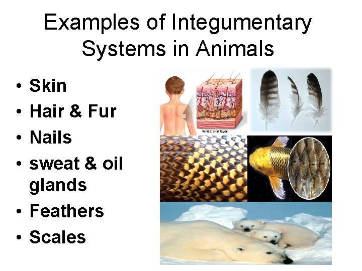 Examples of Integumentary Systems in Animals • • Skin Hair & Fur Nails sweat