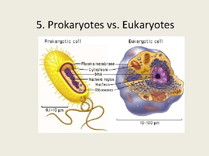 5. Prokaryotes vs. Eukaryotes 