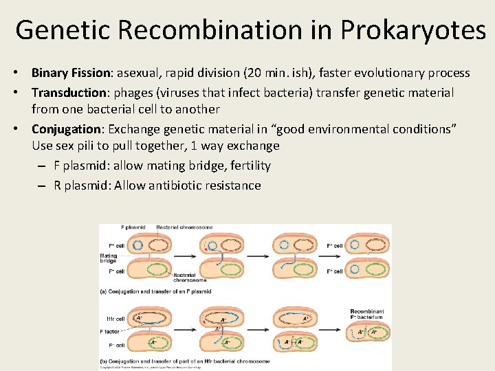 Genetic Recombination in Prokaryotes • Binary Fission: asexual, rapid division (20 min. ish), faster