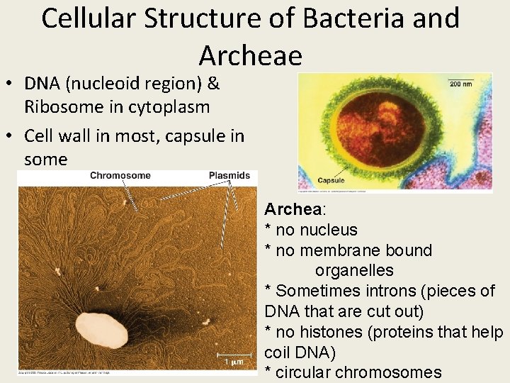 Cellular Structure of Bacteria and Archeae • DNA (nucleoid region) & Ribosome in cytoplasm