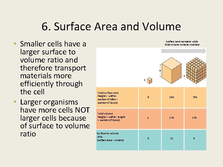 6. Surface Area and Volume • Smaller cells have a larger surface to volume