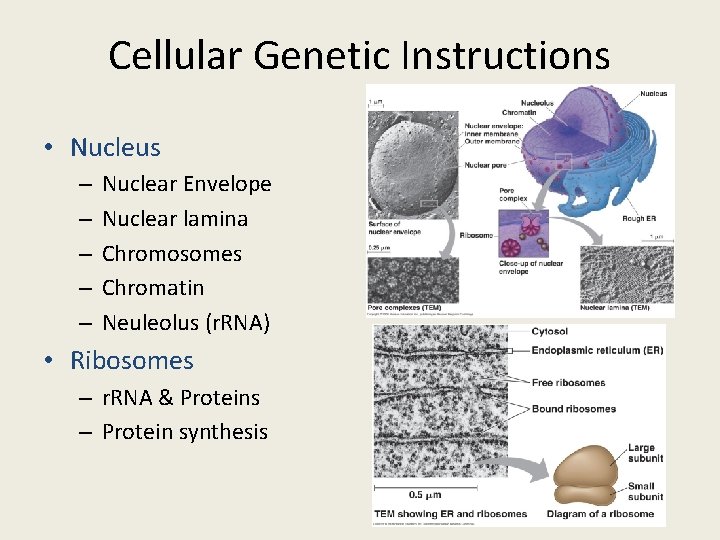 Cellular Genetic Instructions • Nucleus – – – Nuclear Envelope Nuclear lamina Chromosomes Chromatin