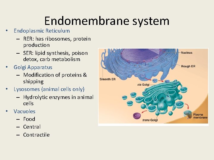 Endomembrane system • Endoplasmic Reticulum – RER: has ribosomes, protein production – SER: lipid
