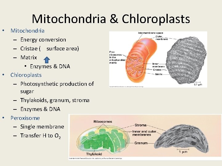 Mitochondria & Chloroplasts • Mitochondria – Energy conversion – Cristae ( surface area) –