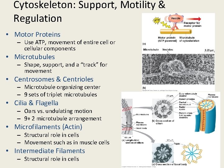 Cytoskeleton: Support, Motility & Regulation • Motor Proteins – Use ATP, movement of entire