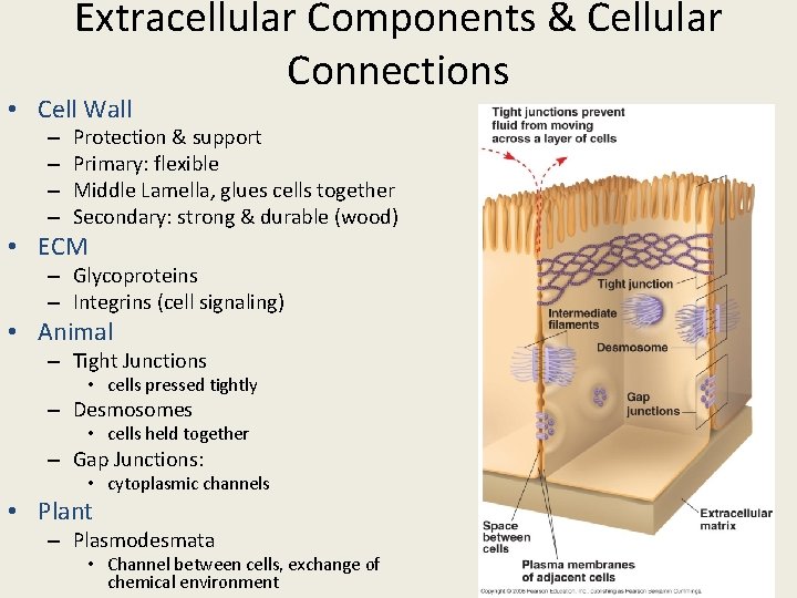 Extracellular Components & Cellular Connections • Cell Wall – – Protection & support Primary: