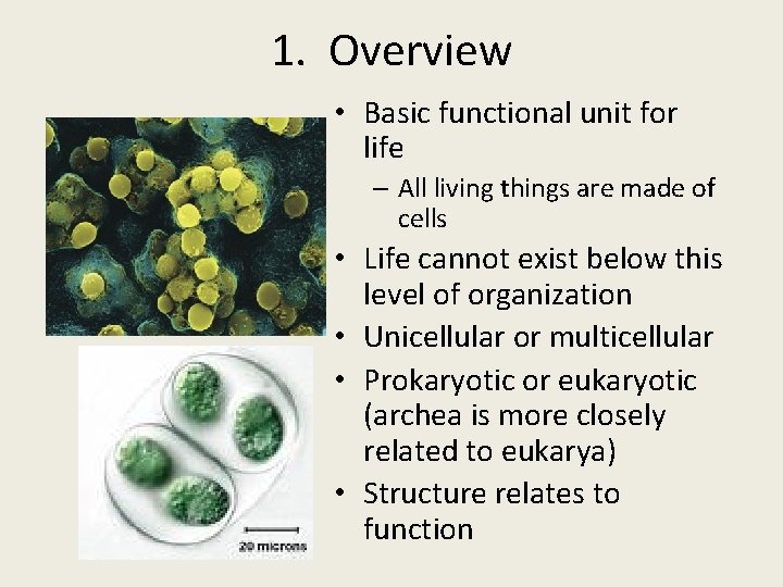 1. Overview • Basic functional unit for life – All living things are made